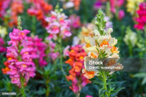 Beautiful Antirrhinum Majus Dragon Flower Also Known As Snap Dragons And Tagetes Patula Stock Photo - Download Image Now