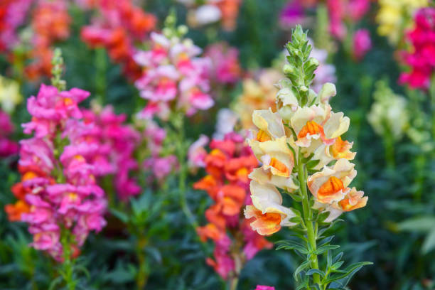 красивый цветок дракона antirrhinum majus, также известный как snap dragons и tagetes patula - snapdragon стоковые фото и изображения