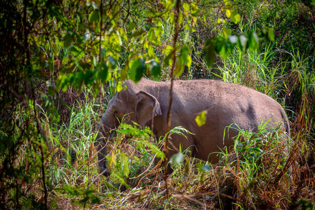 istock Asian Elephant (Elephas maximus) It is a Big mammal 1290631888