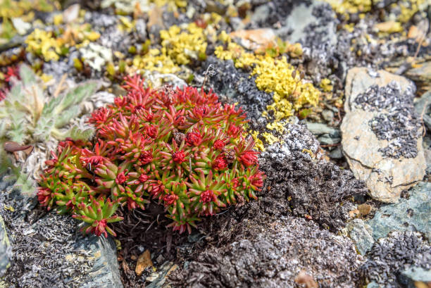 Beautiful floral background with red exotic flowers rhodiola (Rhodiola quadrifida) close-up on stones high in the mountains