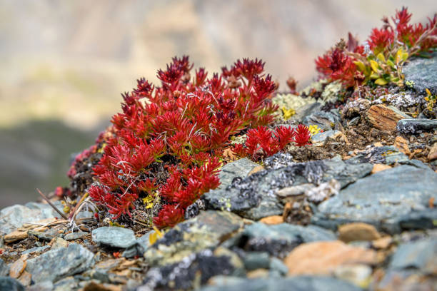 Beautiful floral background with red exotic flowers rhodiola (Rhodiola quadrifida) close-up on stones high in the mountains