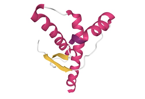 Prions are misfolded proteins with the ability to transmit their misfolded shape onto normal variants of the same protein. They characterize several fatal and transmissible neurodegenerative diseases in humans and many other animals.