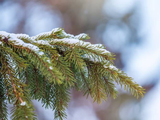 istock Green fir branches in winter covered with snow 1290633740