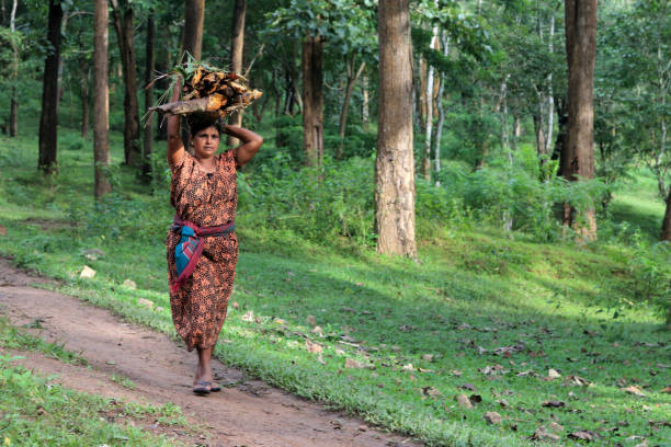 plemienna kobieta pobierająca drewno opałowe z lasów zachodnich ghatów - india women ethnic indigenous culture zdjęcia i obrazy z banku zdjęć