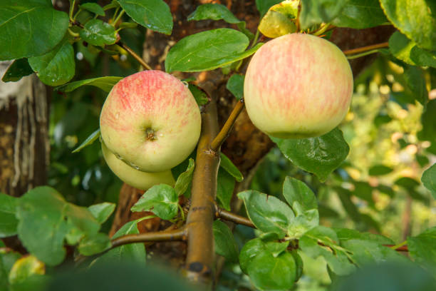 istock Apples on branches of the tree in the garden. 1290636093