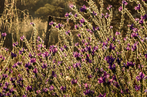 Backlit Viper's Bugloss beside the Molonglo River in Canberra, ACT on a spring morning in November 2020