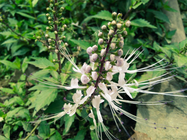 istock Cat's Whisker Flower 1290637348