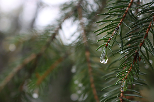 Pine tree branches with rain drops. Nature background on selective focus