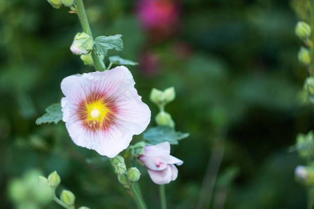 istock Pink flower Stockroses close up on greenery background 1290641912