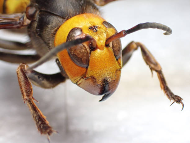 Giant Asian Hornet or Murder Hornet
