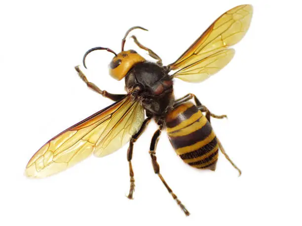 Photo of Giant Asian Hornet or Murder Hornet in white background