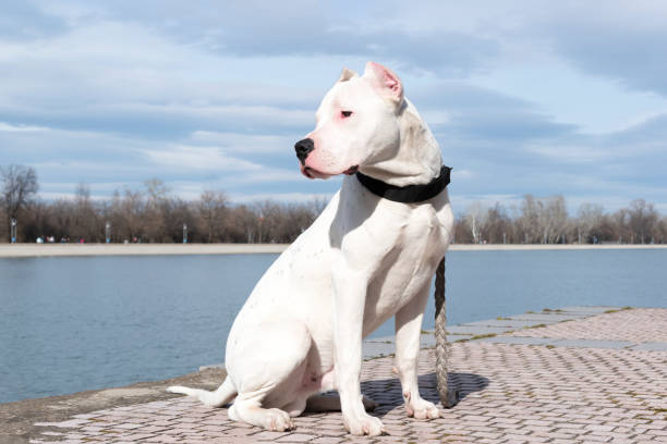 Dog Dogo Argentino - full length portrait. Argentinean mastiff. Beautiful white dog. Close-up. Copy space Dog Dogo Argentino - full length portrait. Argentinean mastiff. Beautiful white dog sits on a background of water and sky. Pet for a walk. Close-up. Copy space dogo argentino stock pictures, royalty-free photos & images