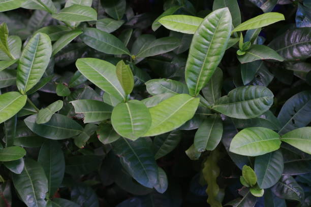 istock green leaves look beautiful to the eye 1290644200