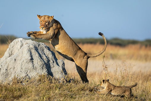Lioness jumping on a large termite mound with her small lion cub running behind her in Savuti in Botswana