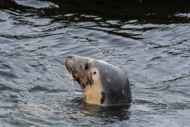 istock Grey Seal In The Sea 1290644928