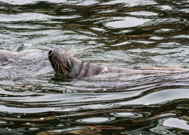 istock Grey Seal In The Sea 1290644932
