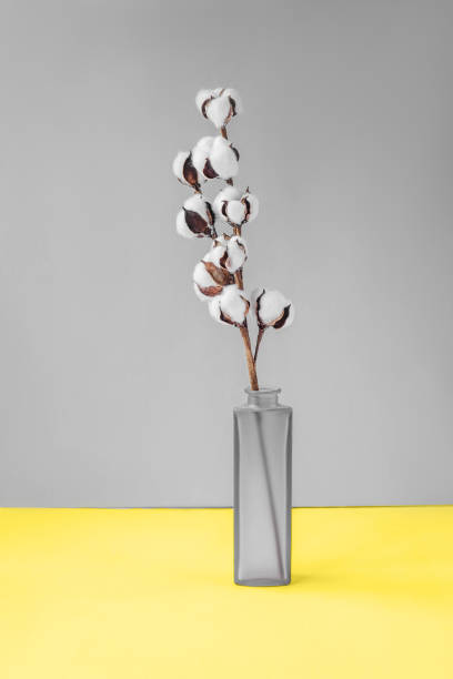 istock Cotton branch in vase, yellow gray background. 1290645106
