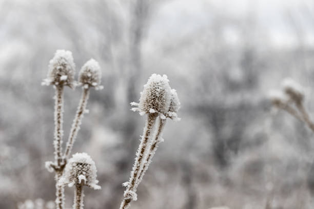 istock A dried Thistle flower covered in ice crystals 1290645129
