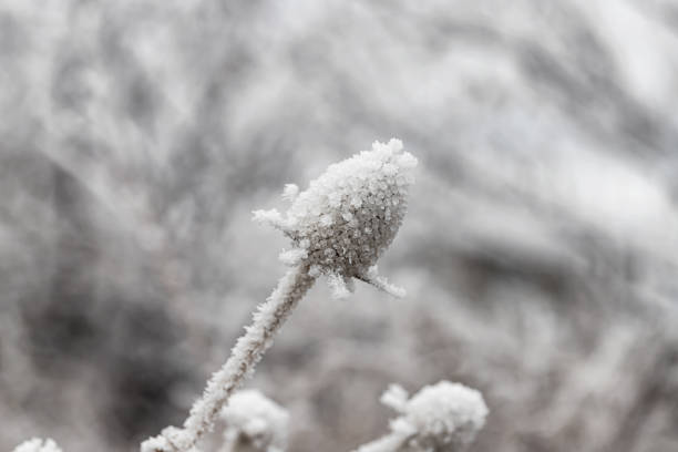 istock A dried Thistle flower covered in ice crystals 1290645182
