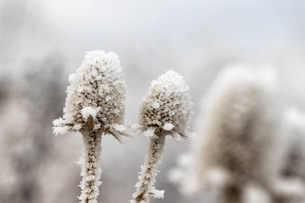 istock A dried Thistle flower covered in ice crystals 1290645914