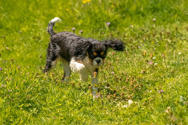 istock A dog cavalier king charles, puppy 1290645946