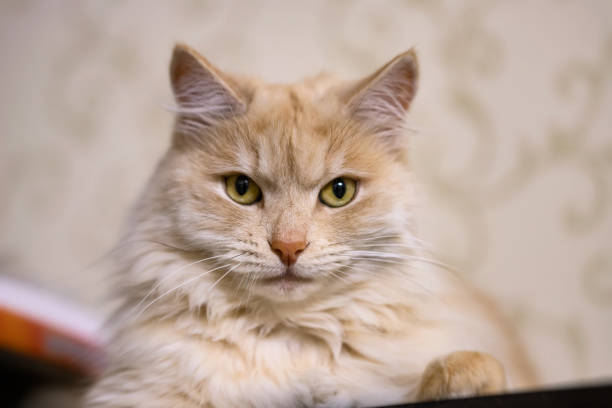 istock A fluffy peach-colored house cat is lying on the closet 1290645963