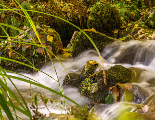 górski strumień przepływa przez jesienny las - sochi hill tree wet zdjęcia i obrazy z banku zdjęć