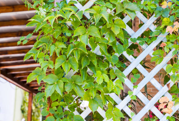 istock green ivy on a wood fence background. 1290646839