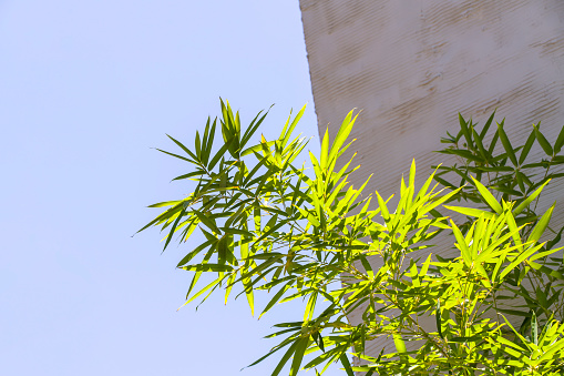 bamboo leaves on blue background