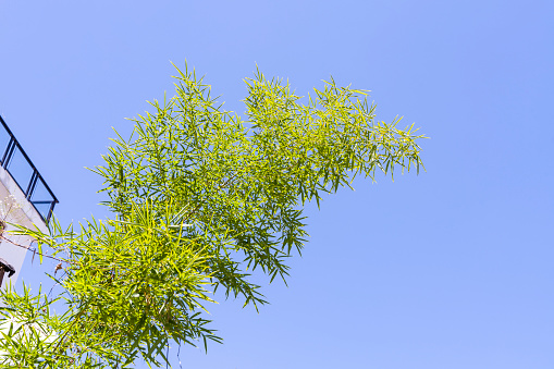 Bamboo leaf with blue sky