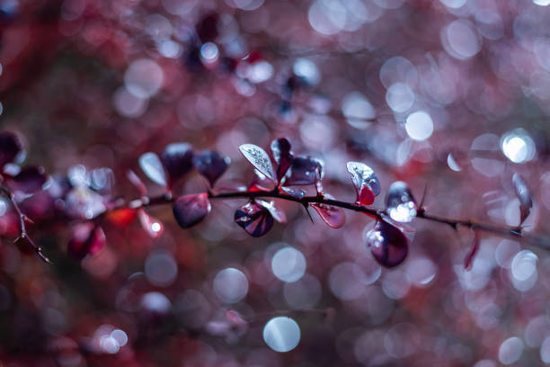 istock Blurred winter backgroun, barberry branch with red berries for any design 1290646903