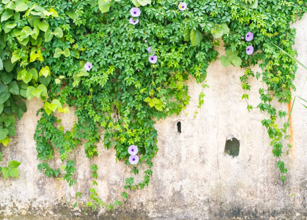 istock green wall with morning glory for background 1290647015