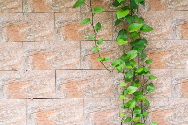 Branch of scindapsus devil s ivy on a brick wall background