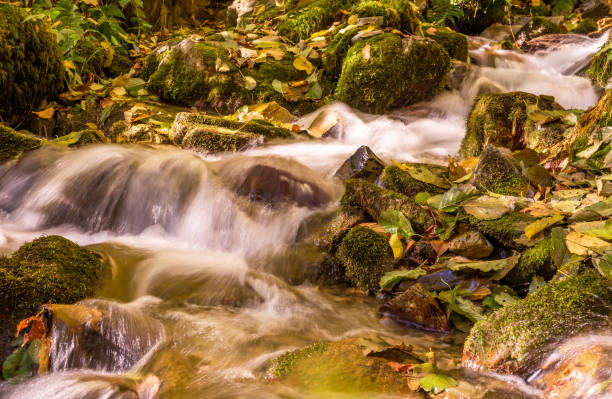 górski strumień przepływa przez jesienny las - sochi hill tree wet zdjęcia i obrazy z banku zdjęć