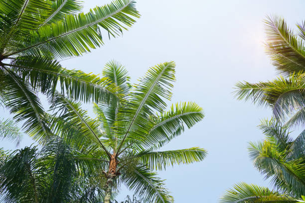 青い空とヤシの木 - palm tree tree summer sky ストックフォトと画像