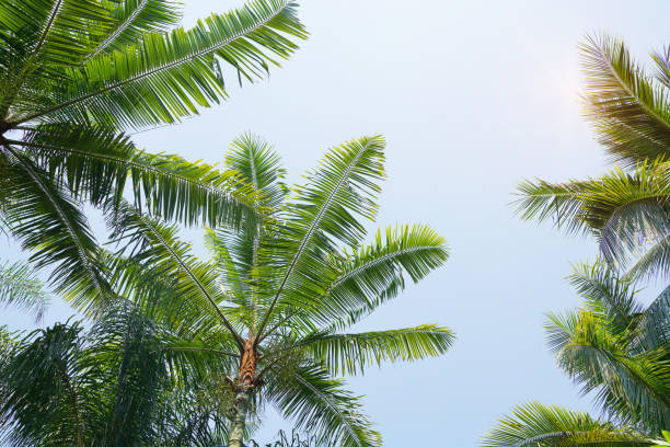Palm Trees Against Blue Sky Palm Trees Against Blue Sky tropical tree photos stock pictures, royalty-free photos & images