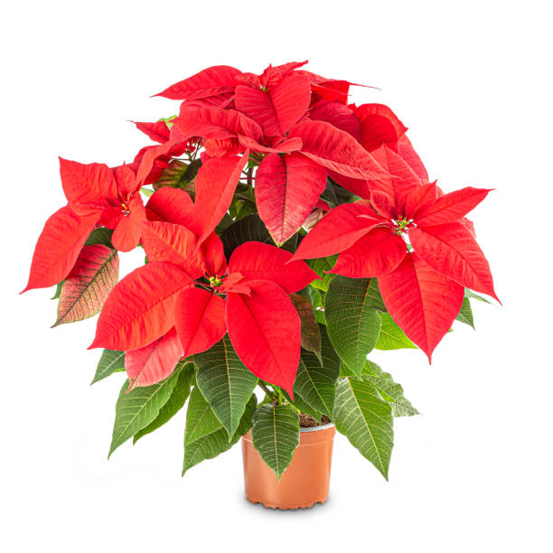 istock Christmas flower poinsettia 1290650232