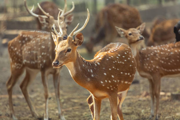 istock Axis deer at Indian wildlife reserve 1290651054