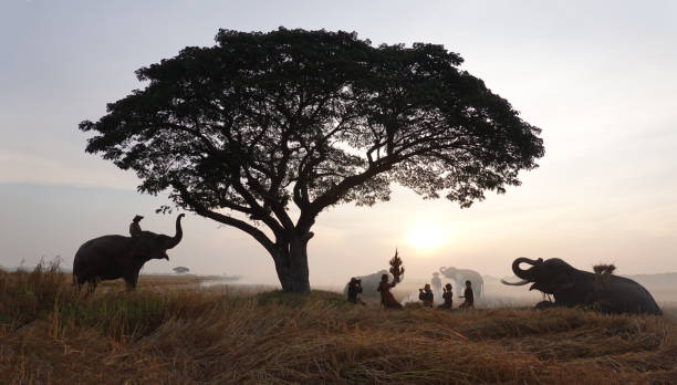 istock Silhouetted People Sitting On Grass By Tree With Elephant On Field Against Sky 1290651262