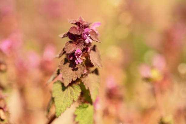 Blooming stalk of common nettle close up isolated on white background. Growing stinging plant with green leaves and inflorescences of small axillary flowers