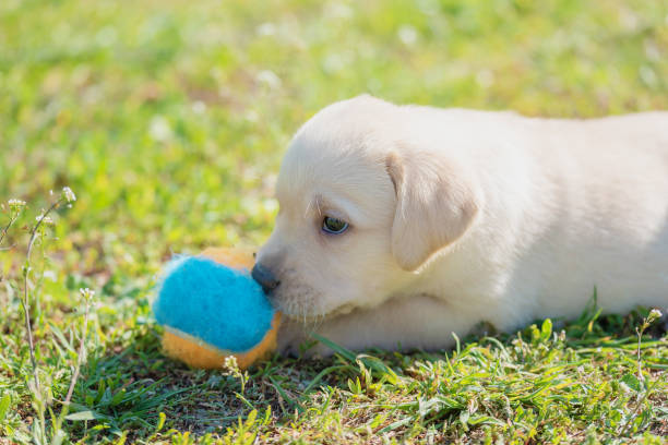 istock Young labrador retriever protect his ball 1290651807