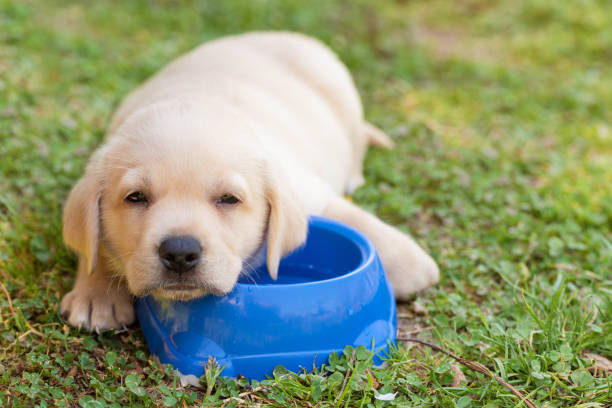 istock Adorable labrador retriever dog relax on his bowl 1290651817