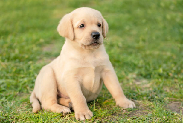 istock Labrador puppy sitting in the garden 1290651818