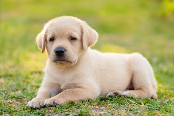 istock Labrador puppy portrait 1290651824
