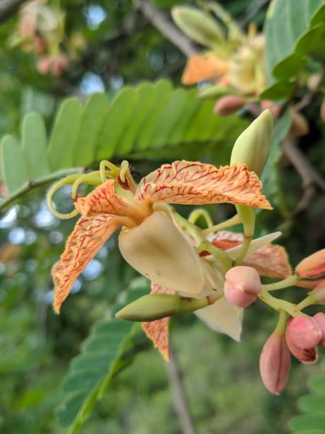 istock tamarind growing, close up shooting 1290652938