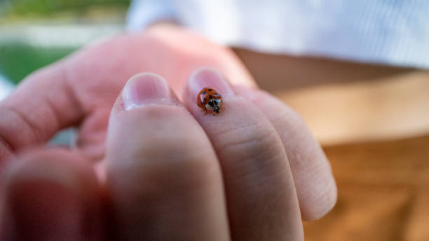 istock Close up of a Ladybug on fingers 1290654596