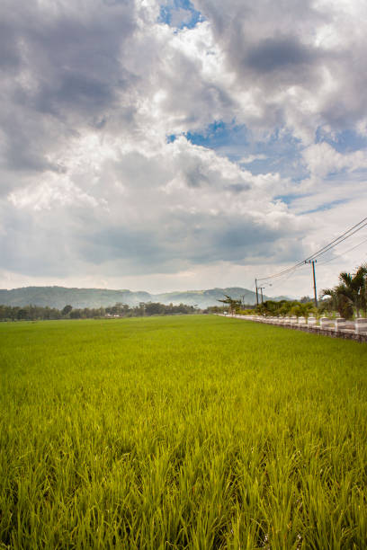 istock Landscape views of field and cloud 1290656818