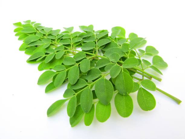 istock Moringa leaves isolated on white background 1290656894