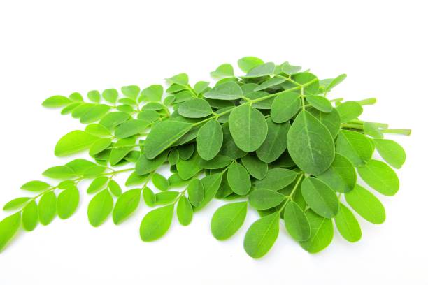 istock Moringa leaves isolated on white background 1290656897