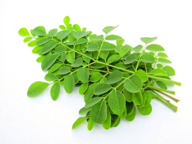 istock Moringa leaves isolated on white background 1290656900